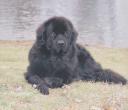 MON CHIEN