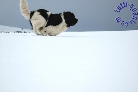 la neige