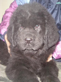 tro chou